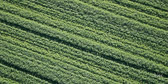 Farmer_Carpet.jpg